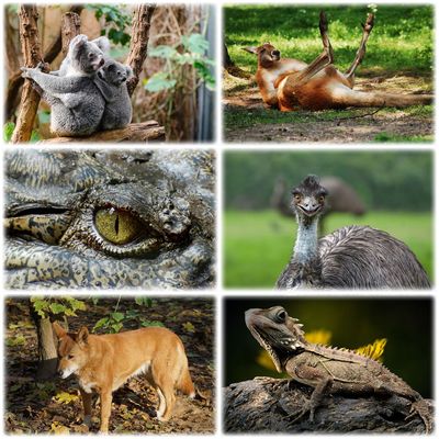 Australia - animals